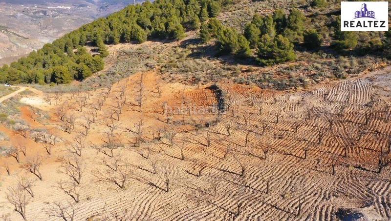 Foto a560a0a0-e36c-4c6b-a9cd-ca5d8f0da007. Finca rústica terreno con almendros de 17.000 metros cuadrados en Alcolea