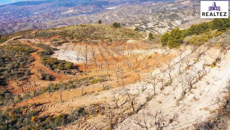 Foto e976eae6-6fff-43d3-9ccf-39620298d4c6. Finca rústica terreno con almendros de 17.000 metros cuadrados en Alcolea