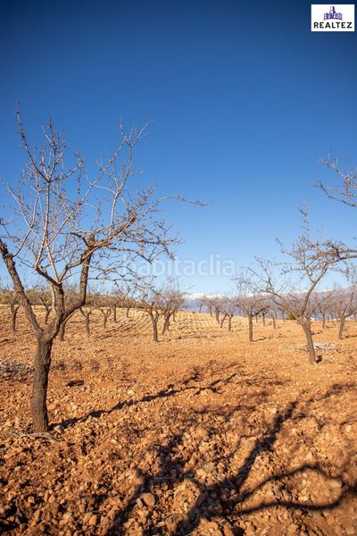 Foto 52097d7f-92ea-4f80-9234-9cdc7be9f985. Finca rústica a Alcolea