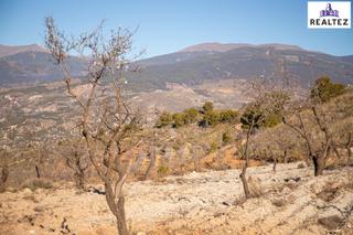 Finca rústica a Láujar de Andarax. Finca rustica en venta sita en alcolea con almendros ecológicos