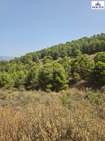 Foto 303486dd-c5ee-461f-acfc-bdf1cf25cbce. Propriété dans Alcolea