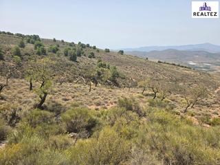Finca rústica a Alcolea