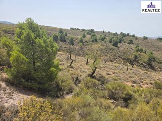 Finca rústica a Alcolea
