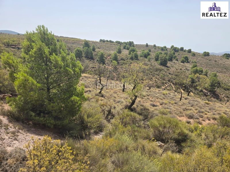 Foto 69ee3775-ae30-4022-8271-d6bf19d06b5a. Finca rústica a Alcolea