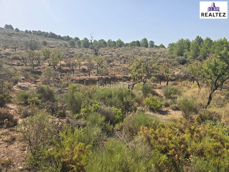 Foto c3f53510-c70c-4f6a-8d36-6669a79a21e2. Fondo rustico in Alcolea