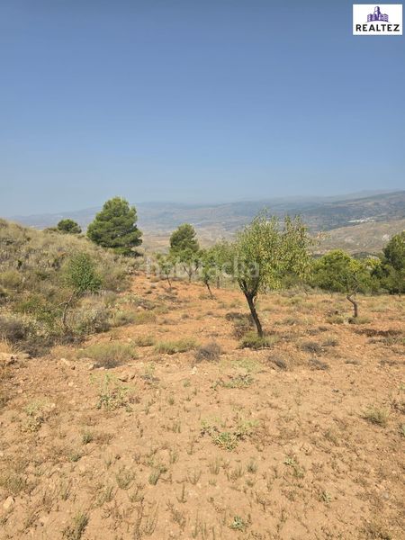 Foto e616fbee-5b1d-4ea8-b913-8ec2d89a96d1. Finca rústica a Alcolea