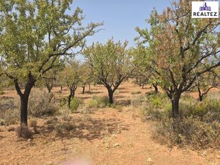 Rural plot in Alcolea. Finca con almendros a la venta en alcolea