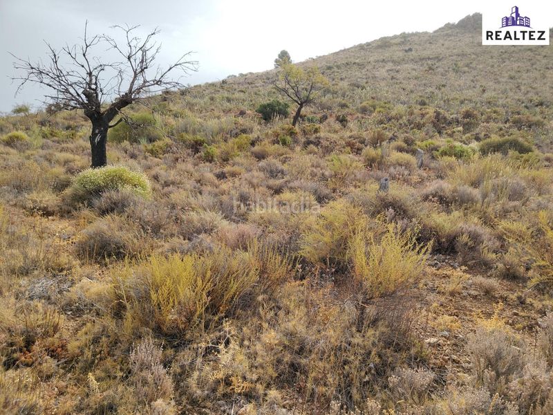 Foto 4a85ec26-bcf7-4df4-a078-c9ee685e6b74. Finca rústica a Alcolea