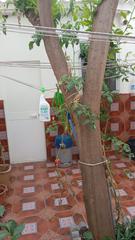 Flat  Plaza puerta de jerez 11. Ocasion piso con patio privado