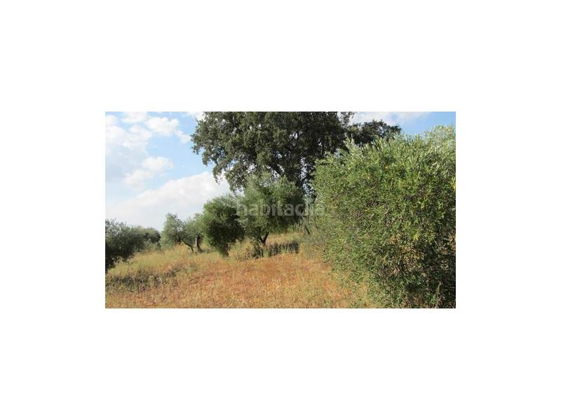 Foto e33652e8-5bca-4443-b82c-269a8522899d. Haus in Centro Ronda