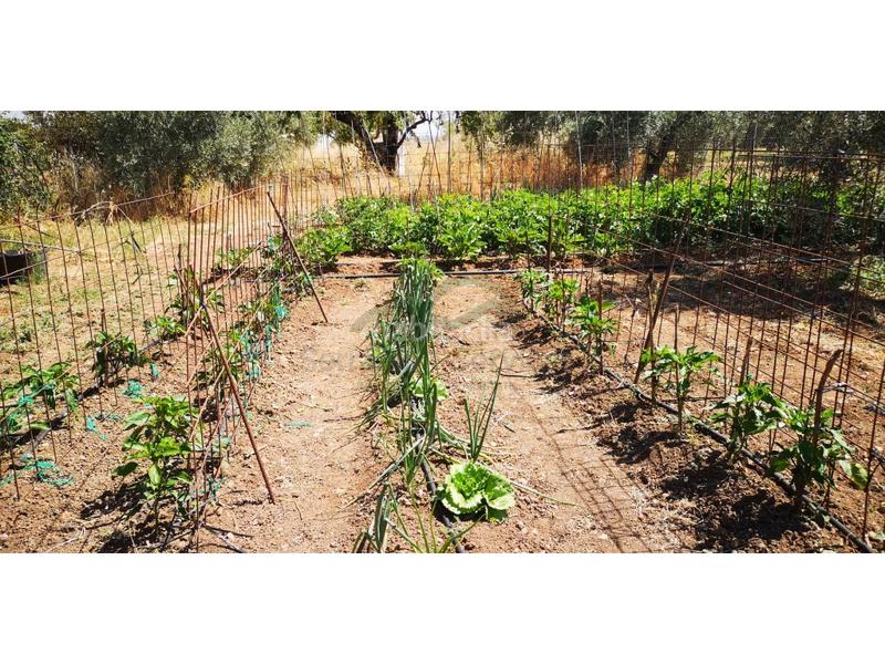 Foto 317bfe5d-2c2c-45a8-9a17-815bc97d1d31. Masia a Arriate