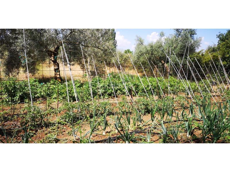 Foto 8f23c26c-a965-4083-b6b8-c075b467c84a. Masia a Arriate