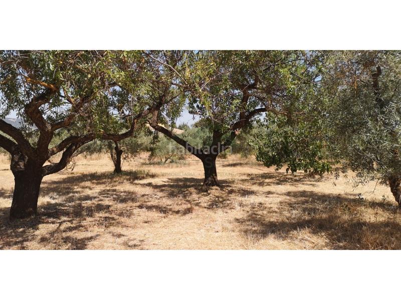 Foto a8c4b5e8-93a3-4a7c-bc21-369e03bb786b. Masia a Arriate