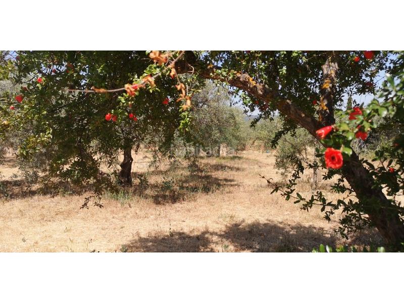 Foto c8a968b0-61ae-4cc2-b6dd-9687c7e4365d. Masia a Arriate