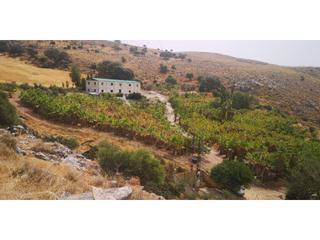 Terreny residencial a Cañete la Real. Parcela con 6.000 palmeras, 1,9 ha. nave 300mts