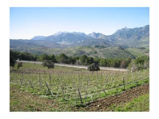 Casa a Centro. Finca con viñedos y bodega. ronda
