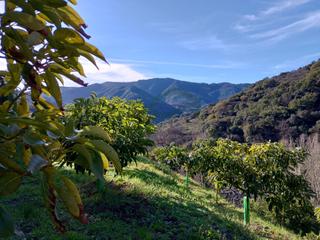 Terreny residencial a Júzcar. Finca de aguacates, castaños y frutales