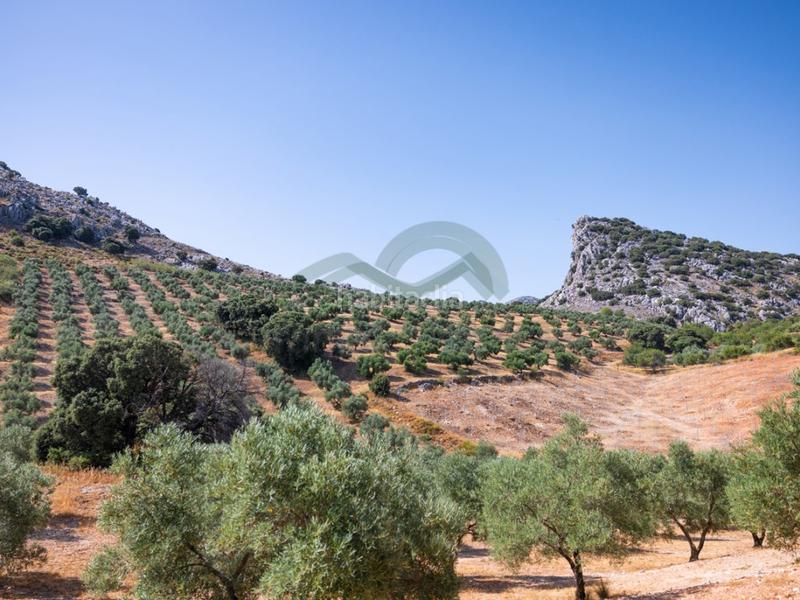 Foto f3aa5776-4e42-490d-a160-12e34e33866d. Geschäftsraum in Montejaque