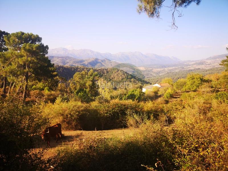 Foto 7d6a267b-a556-45e0-b913-50e2e03c0c7a. Masia a Gaucín