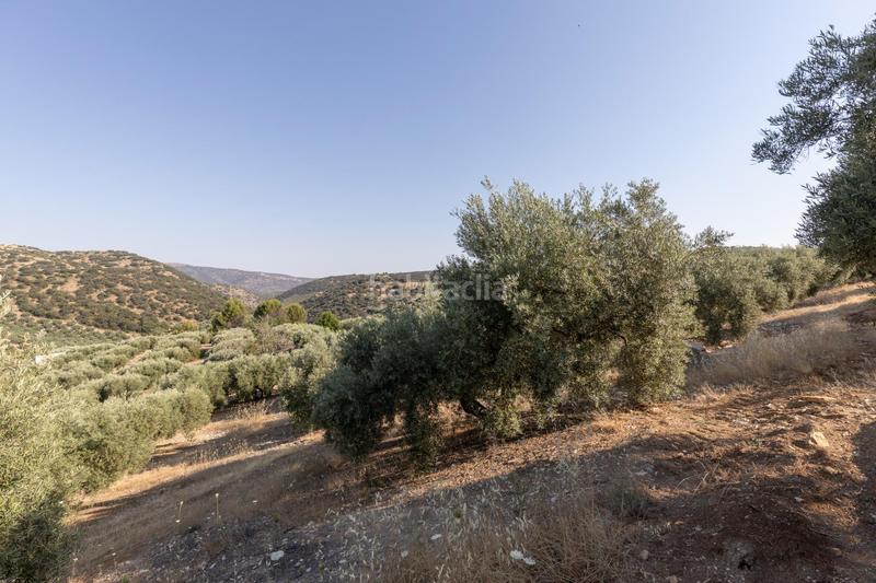 Foto 26977cff-c49f-4ec6-9472-846d0ec30dbe. Finca rústica a Montefrío