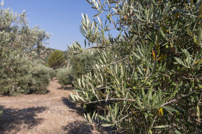 Foto 39199a3f-2dd1-4194-86c6-634839980d5a. Finca rústica a Montefrío