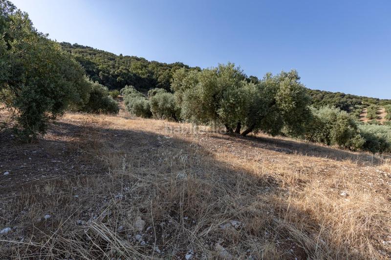 Foto 82ea2627-63a4-4e81-b408-4cb24f9fc2f7. Finca rústica a Montefrío