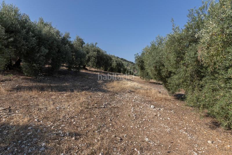 Foto a8b670a7-2251-431d-a94e-2911d7c5f7fb. Finca rústica a Montefrío