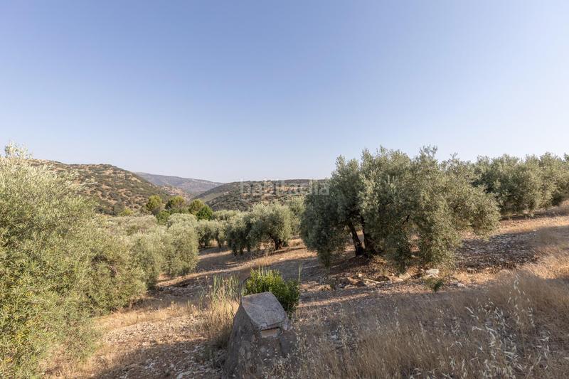 Foto b93ec837-5293-4553-a4e6-3bb8b8834cc2. Finca rústica a Montefrío