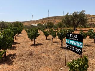 Finca rústica a Padul. Magnífico viñedo en las viñas de padul