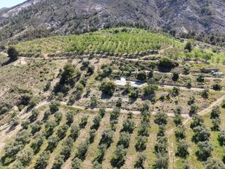 Finca rústica a Extrarradio 237. Magnífica finca de 400 olivos en monachil