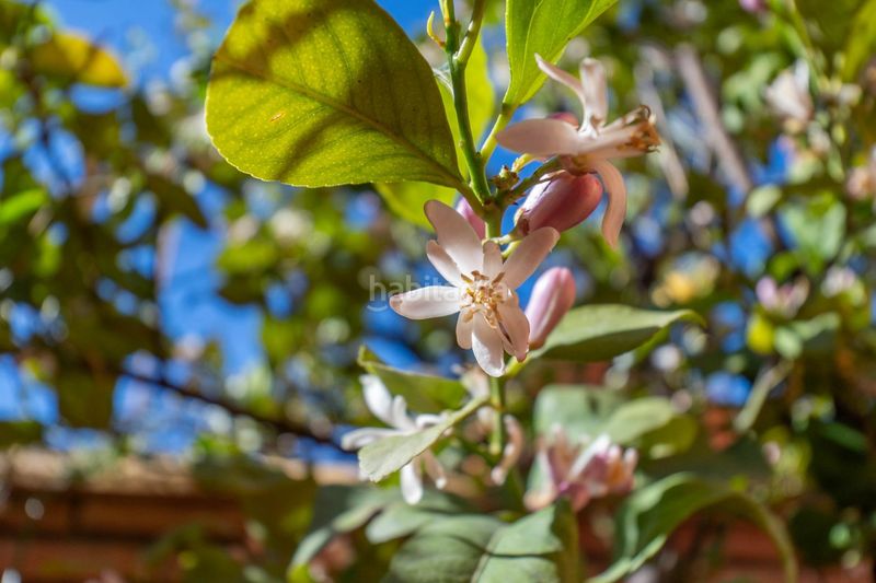 Foto fcfea178-0c08-4843-b80b-c7c06f5dd187. Pis a calle leon felipe a La Zubia Ciudad Zubia (La)