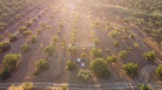 Propriété à Centro. Terrenos en venta en bormujos