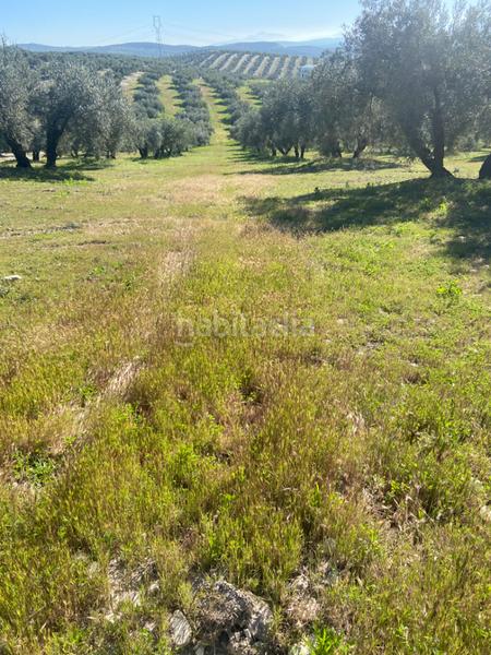 Foto 79eb7cbd-4a97-4112-aa68-a81d94421359. Finca rústica finca secano en Baena