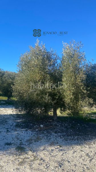 Foto 92514d08-18df-4de8-b463-936d47fa99c7. Finca rústica a Baena
