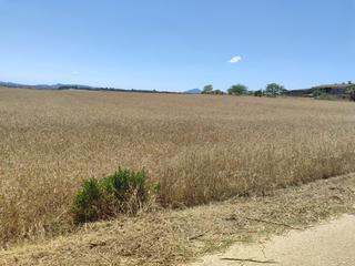 Residential Plot in Vilafranca de Bonany. Solar rural agrario, en la zona de villafranca de bonany.