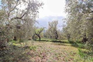 Terreny residencial a Fiñana. Finca de olivos y almendros en fiñana