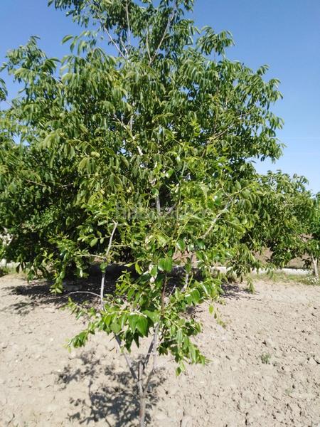 Foto 8d17e149-8c35-4203-8676-12db24e1f03c. Masia a Abla