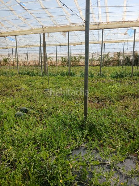 Foto f799bd1a-94c4-476b-aaa5-3fd5584f0cb1. Finca rústica a Matagorda Ejido (El)