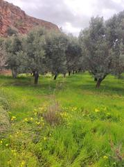 Finca rústica en Dalías. Terreno rustico en celin