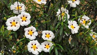 Finca rústica a Alcántara. Finca 300ha con aprovechamiento ganadero y cinegético