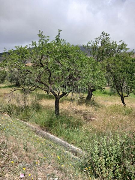 Foto d0608fd6-0fbc-4689-ba7f-c07f248e0bde. Finca rústica a Fondón