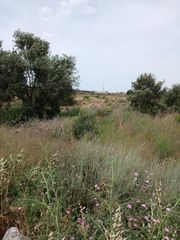 Industrial plot in Las Norias. Terreo industrial