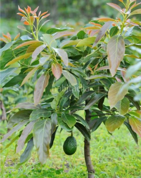 Foto 926c019a-359a-4132-8a32-4142e39fe228. Finca rústica se vende terreno en dalias en Dalías