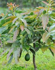 Finca rústica en Dalías. Finca rustica con produccion de aguacate