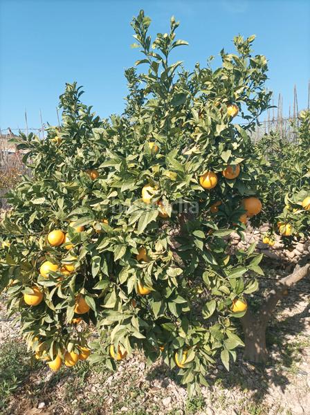 Foto 41857dbd-9170-41c7-ac9d-18481311c995. Finca rústica se vende finca con cortijo en Dalías