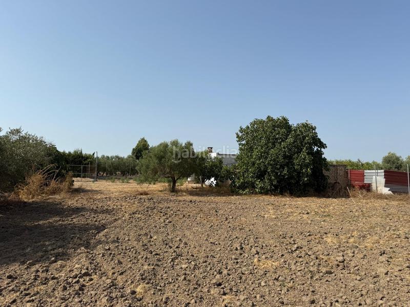 Foto eb7be118-9064-4531-8660-95e9b9c2dbd6. Finca rústica campo camino los rasillos en Lebrija