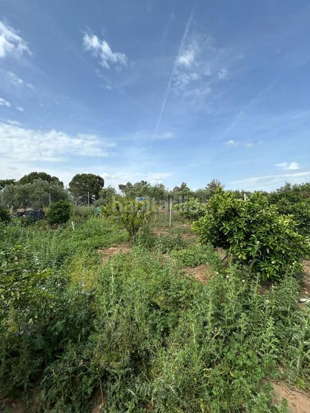 Foto c0585dea-a5b8-4aef-8802-dd055e70a0e7. Masia a Pedanías Norte Utrera