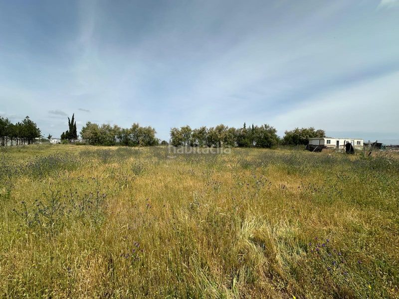 Foto 1f64f741-71ab-4a14-bac3-65115c29fe82. Finca rústica a Las Torres - Constelaciones Utrera