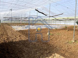 Finca rstica en Pedanas Norte. Parcela rstica en el alcornocalillo