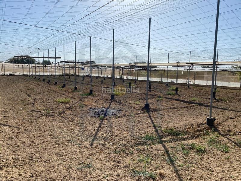 Foto 3345245b-2551-4095-9c48-058d403d4b63. Finca rústica parcela en la puya en Palacios y Villafranca (Los)